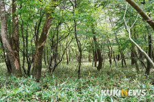 제주도에서 1년…숲속의 신작로 사려니숲길