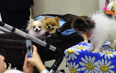 절세미견을 찾아라