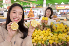 농협유통, 국내산 레몬 첫 출하!