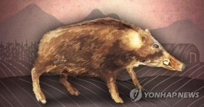 강원 영월서 60대 엽사 멧돼지 공격으로 숨져