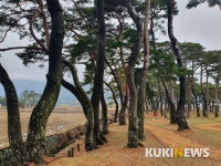전남도, 2월 명품숲 ‘보성 웅치 용반 마을전통숲’ 선정