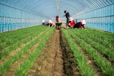 [내고장 먹거리] 봄철 보약 김해 대동 초벌 부추 출하