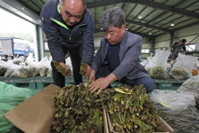 산청농협 간이경매장서 산청 산나물 인기
