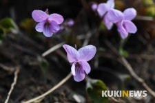 수도권 산들꽃의 보고(寶庫) ‘천마산’