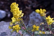 수도권 산들꽃의 보고(寶庫) ‘천마산’