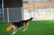 의성 펫월드 “반려견과의 아름다운 동행을 꿈꾸다”