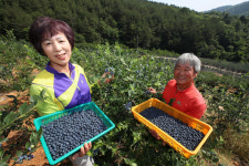 [포토뉴스] 자연 그대로 키운 산청 블루베리 수확