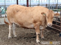 홍천군, 지역 한우 도체중 전국 최고 824㎏ 달성