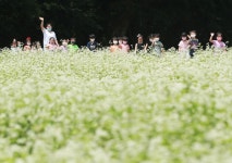 [포토뉴스] 함양 메밀꽃 필 무렵