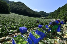 정선 고랭지 여름배추 올해 대만 첫 수출