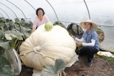 경남 의령에서 380kg 넘는 초대형 슈퍼호박 무럭 무럭