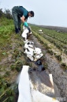 구례군청, 기름 유출로 엉망이 된 농경지 복구 총력