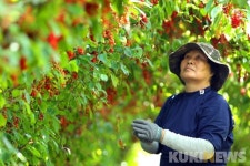 인제명품사과.오미자농원 | 인제군, '명품 오미자' 완판 목표 판매망 확보 나서