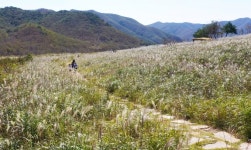 [포토뉴스] 은빛 물결 일렁이는 밀양 사자평 억새밭