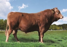 경북도, ‘한우암소 유전능력 예측시스템’ 보급..한우개량 가속화