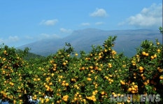 ‘청·적·황·백·흑’ 오방색 가을… 제주에 반하다.