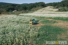 가자, 금빛 억새 출렁이는 곳으로~