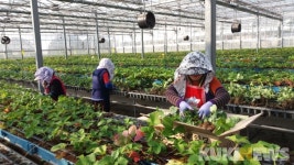 충남도농기원, 딸기 신품종 ‘하이베리’ 첫 분양 나선다