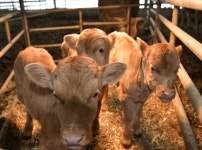 신축년 하루 앞서 장수군 축산농가 송아지 세쌍둥이 탄생