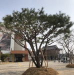 노병선씨, 완주군 삼례읍에 소나무 기증