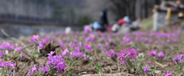 [포토뉴스] 분홍 물결 ‘꽃잔디’