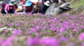 [포토뉴스] 분홍 물결 ‘꽃잔디’