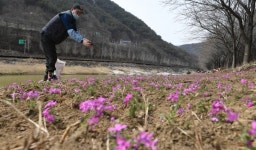 [포토뉴스] 분홍 물결 ‘꽃잔디’
