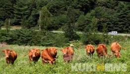 ‘홍천한우 명품화 육성’…친환경 사료·장려금 등 지원