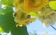 전남농기원, 골드키위 ‘해금’ 꿀벌 착과기술 개발