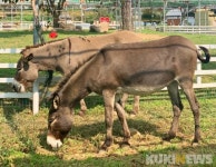 홍천군, 지역 내 동물체험형 농촌체험마을 인기