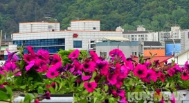 화천군, 군부대 등 유관기관 꽃묘 대량 분양 한창