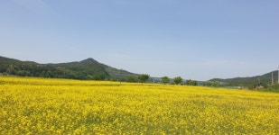 [포토뉴스] 낙동강변을 노랗게 물들인 유채꽃의 향연