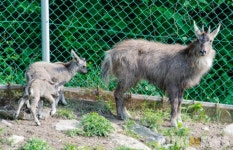 양구 산양·사향노루증식복원센터 산양  이달  4마리 태어나