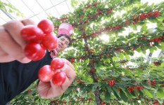 [포토뉴스] 지리산 맑은 기운 받은 체리 수확 한창