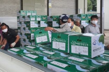 [예천소식] ‘개포풋고추’ 대구와 서울로 본격 출하 외