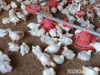연일 찜통더위에 가축도 헉헉…양계농가들 비상
