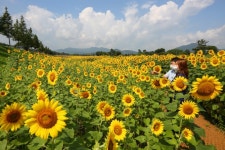 [포토뉴스] 경주 남천 둔치, 해바라기 물결 장관
