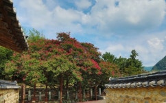 [포토뉴스] 함안 고려동유적지 배롱나무