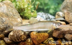 삼척시, 산란기 은어 불법포획 단속...감시원 집중 배치