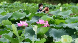 초록 물결 은은한 연꽃 향기…“이곳은 대구 안심창조밸리”