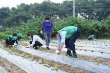 [영천소식] 영천별빛한우 전국 온라인 쇼핑몰 판매 개시 외