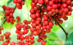 인제 5대명품 오미자 16일 공영홈쇼핑 방송 판매