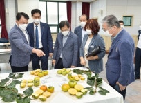 경남농업기술원, 경남 육성 단감 신품종 선보여