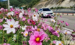 가을여행 인제로 떠나볼까…코스모스 한들한들 손짓