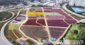 가을꽃 절정이룬 ‘양주 나리농원’