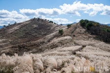 억새 따라 은빛물결, 노을 따라 황금물결…가을 힐링 민둥산으로~