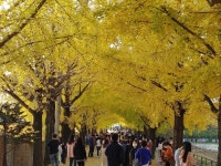 노란 터널 거창 의동마을 은행나무길 [포토뉴스]