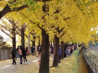 노란 터널 거창 의동마을 은행나무길 [포토뉴스]