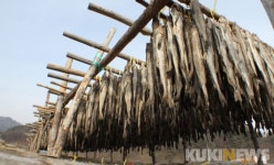 [포토]추위가 반가운 황태마을