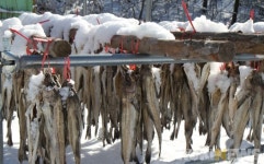 추위야 반갑다…인제 황태마을 겨울나기